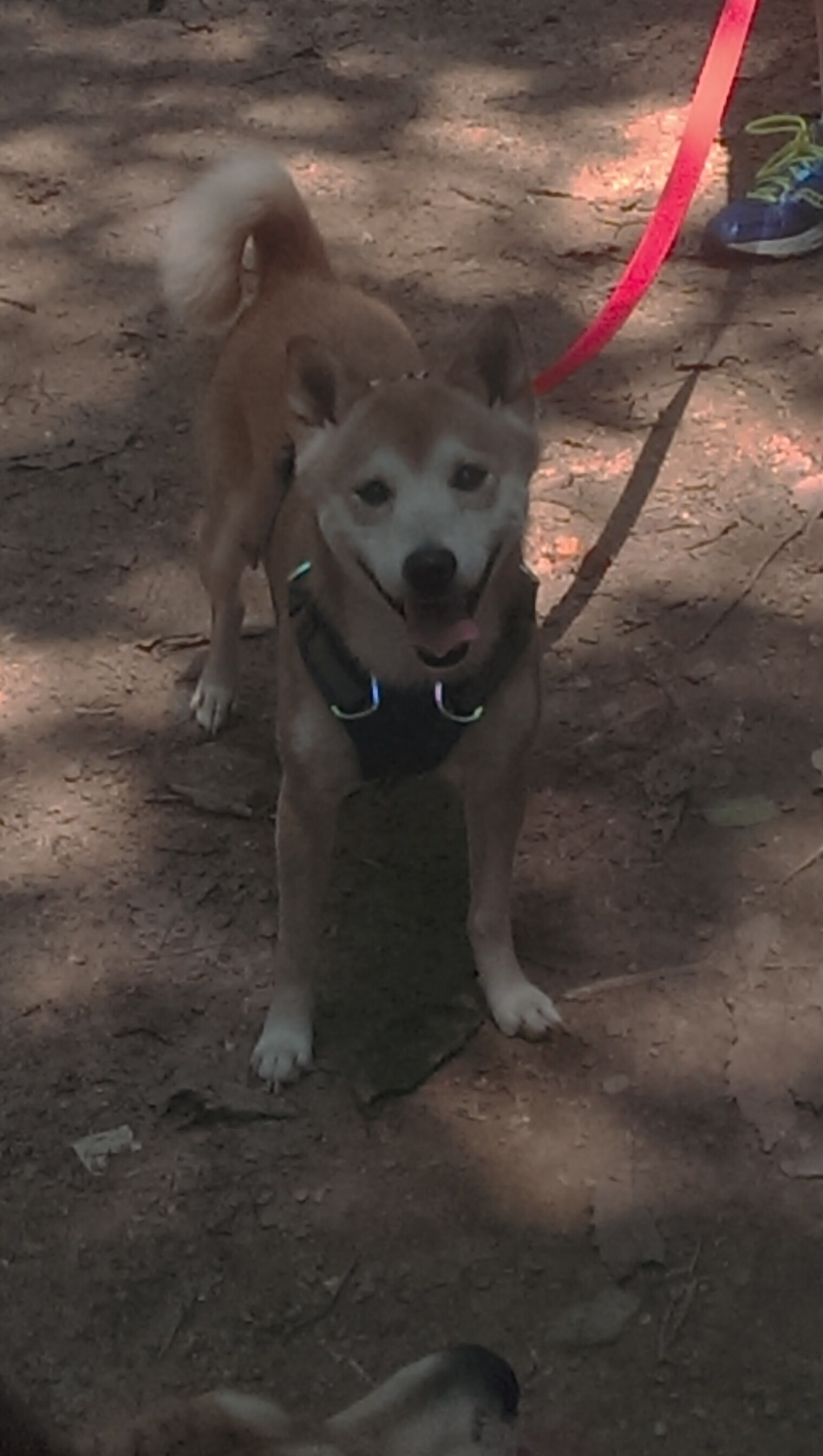 kaiyun登录入口-_城市高空跳绳比赛：极限运动的视觉盛宴_，高空跳绳视频