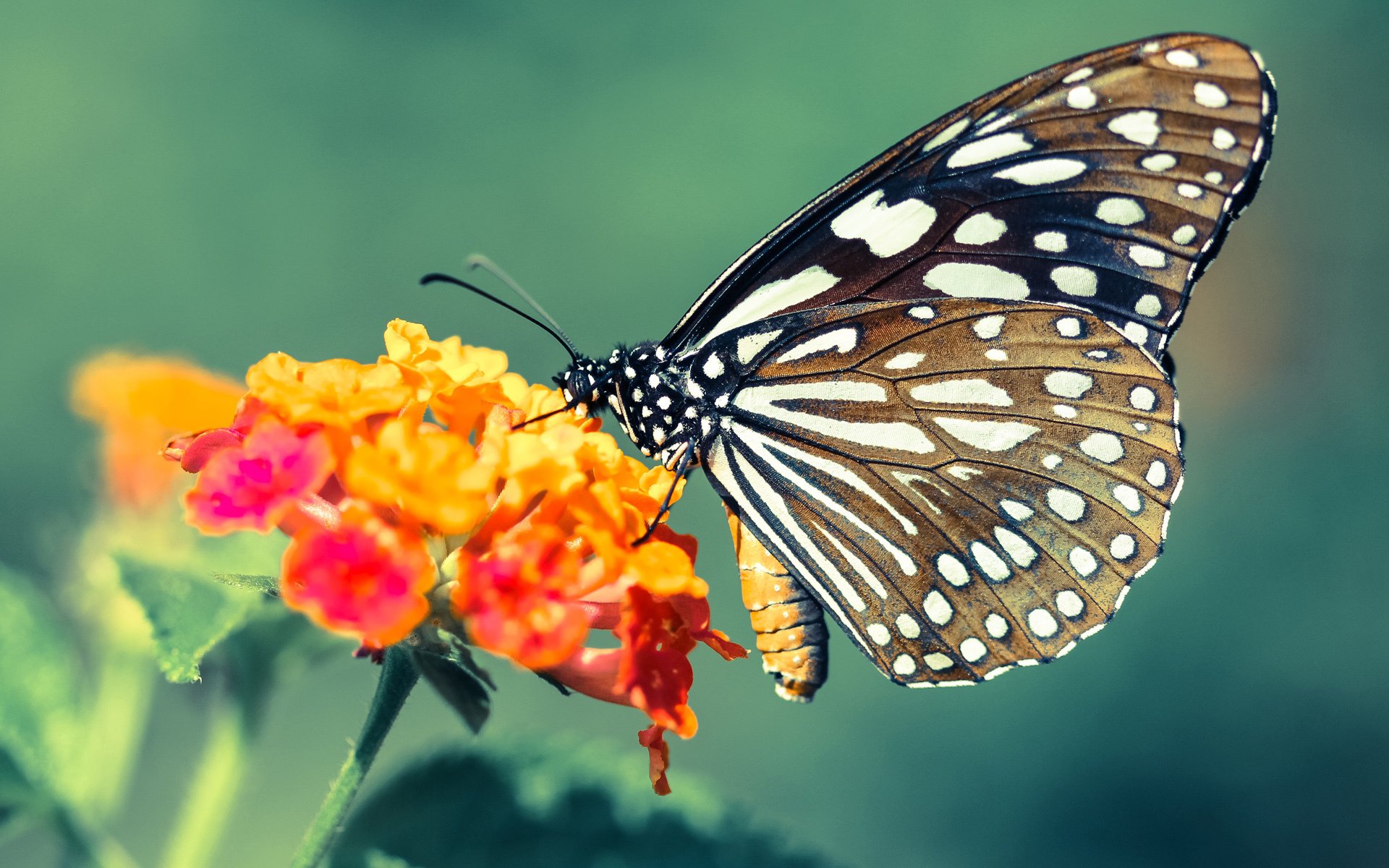 _复古风大型电影主题网球赛:兼具娱乐与竞技_,经典网球比赛