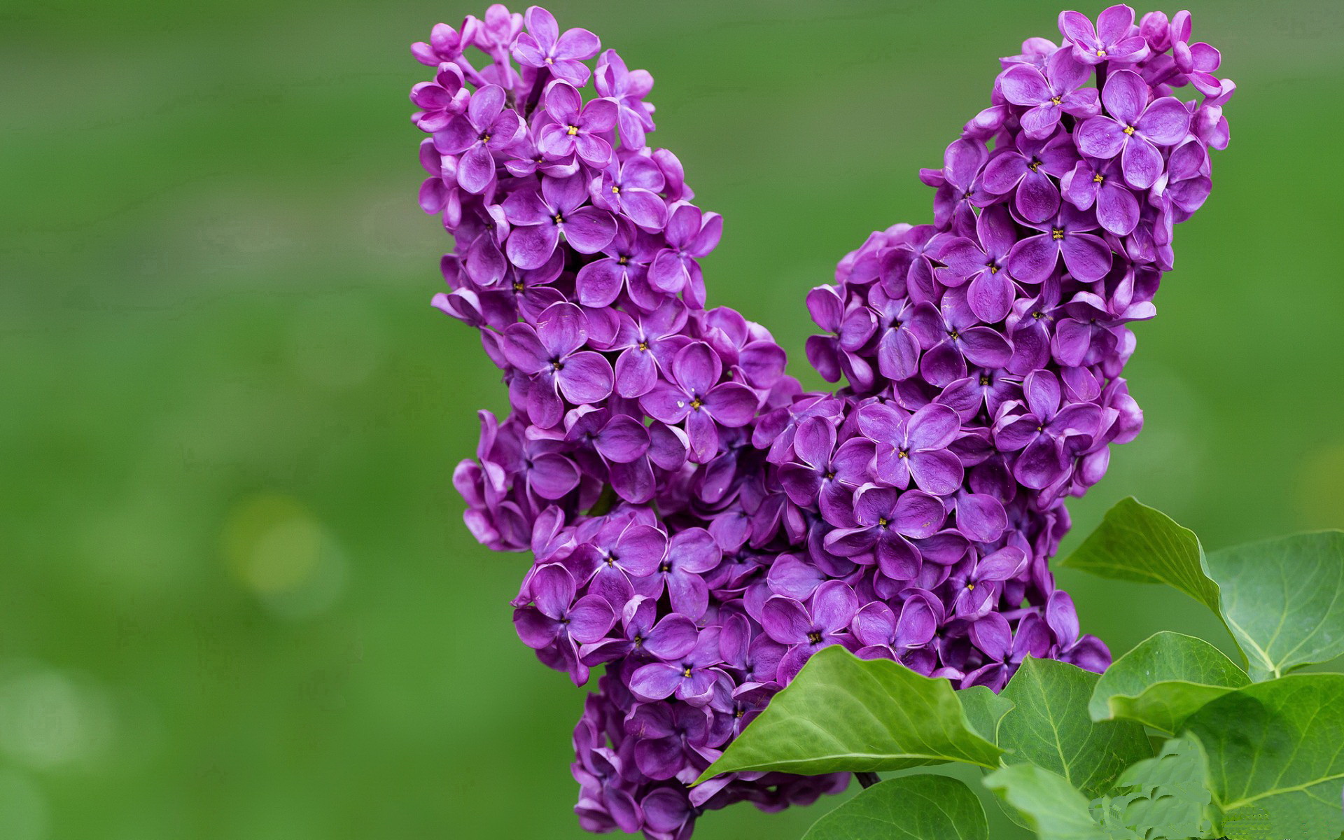 _火箭队新星展现爆发力,成为焦点_,火箭队xy