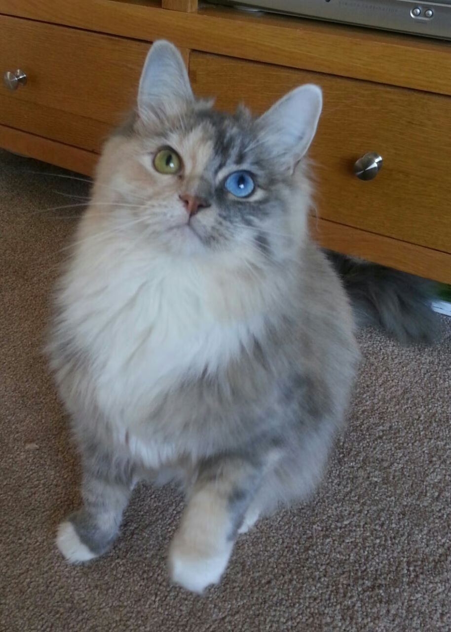 _火箭队表现稳定,逐渐走出低谷_,火箭队 队员