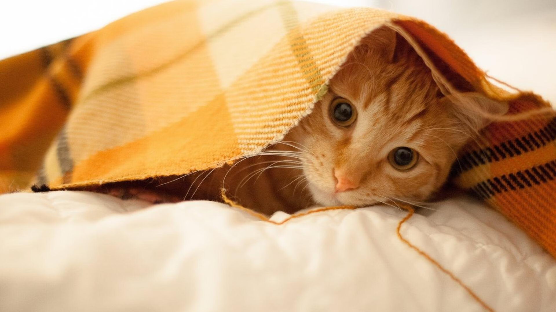 “冰雪奇缘：北极圈极寒赛段的激烈战斗”，冰雪奇缘和北极狐