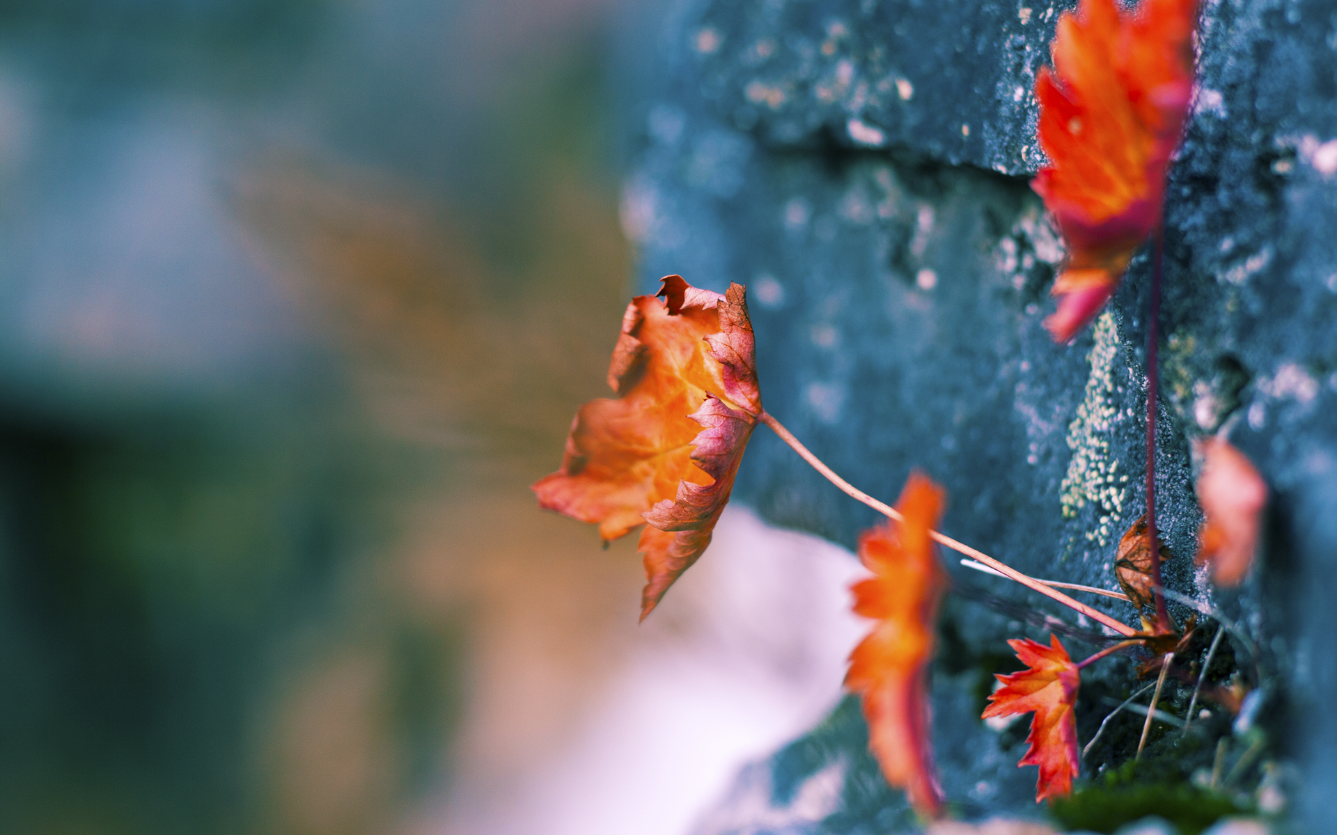 KAIYUN 中国大陆-“足球产业链融资不断扩大，行业充满潜力”，足球产业相关上市公司