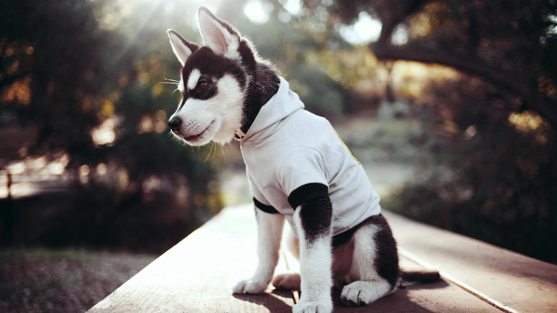 【奥沙利文的日常训练】攻防一体的秘诀探究,奥沙利文的发力