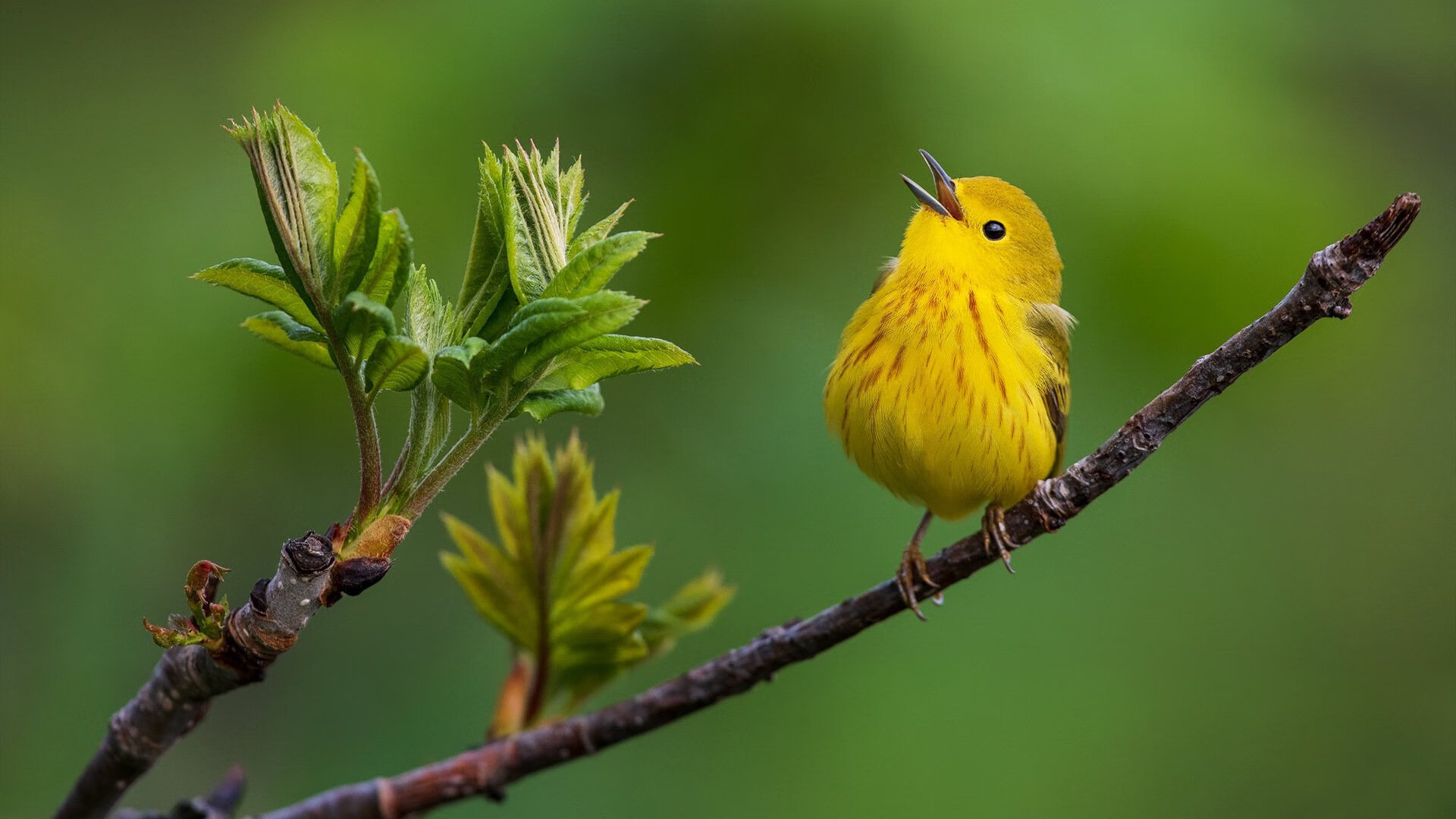 今年联盟助攻榜:谁的传球最“精彩”令人陶醉?,英雄联盟职业联赛助攻榜