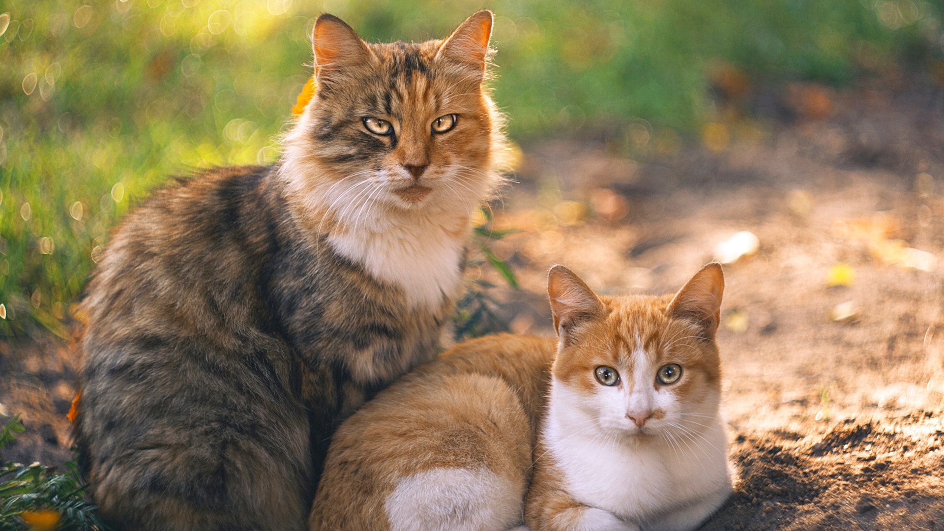 姆巴佩转会皇马,开启新篇章,姆巴佩转会皇马原因