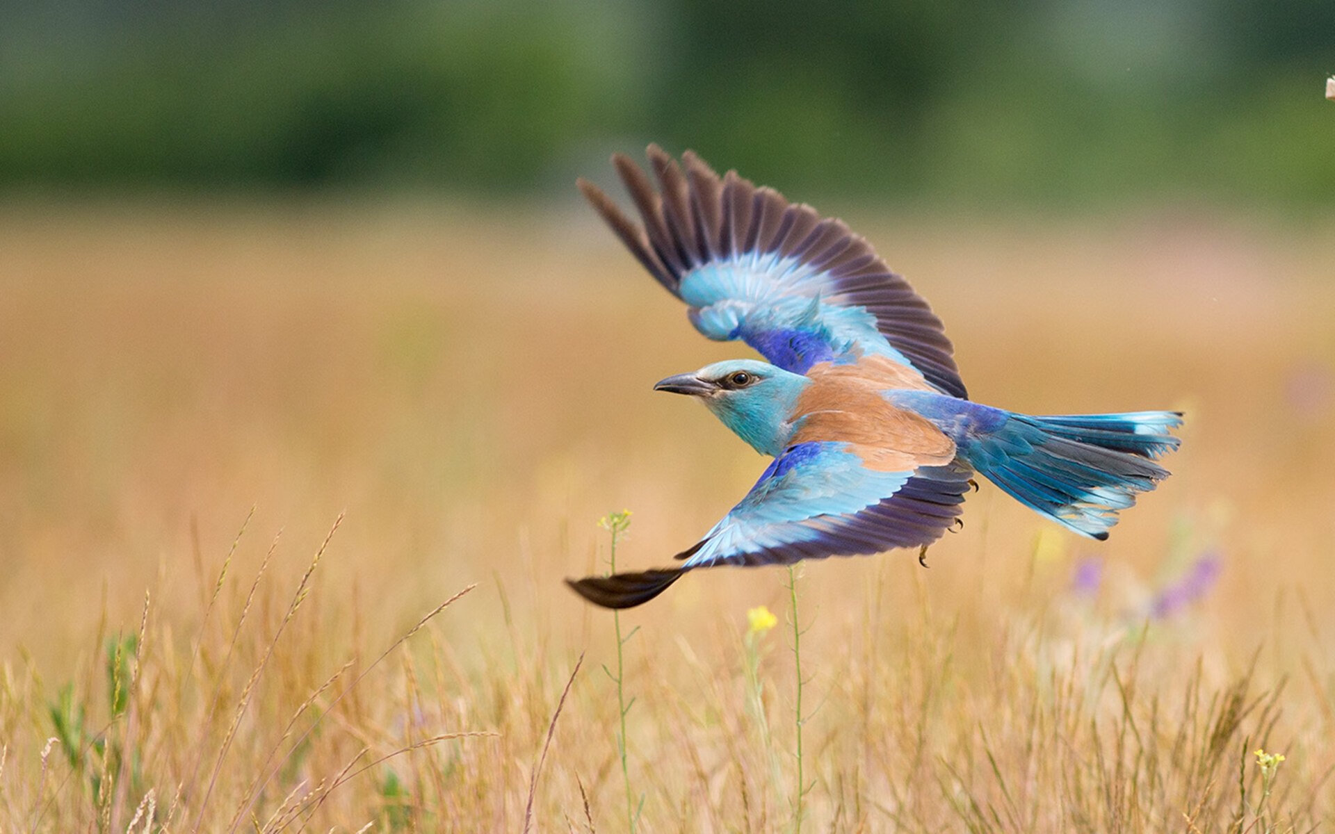 kaiyun登录入口-未来之星培训计划启动，旨在培养国家足球栋梁，未来之星足球学院
