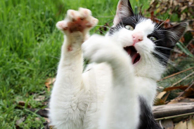 瑞士骑手皮乌斯·施维泽(Pius Schwizer)在巴黎奥运会后宣布退役,结束辉煌的职业生涯。