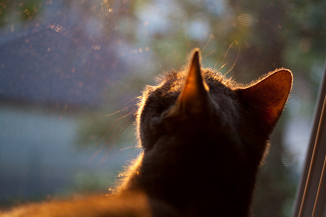 足球文创产业持续升温,打造具有中国特色的体育文化品牌,足球文化logo