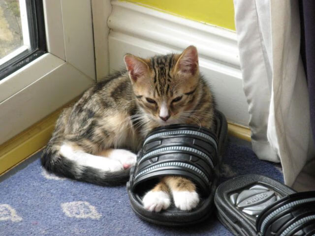 KAIYUN 中国大陆-青少年“技能+素养”双提升工程在全国铺开，行业基础逐步坚实，双湖青少年素质训练