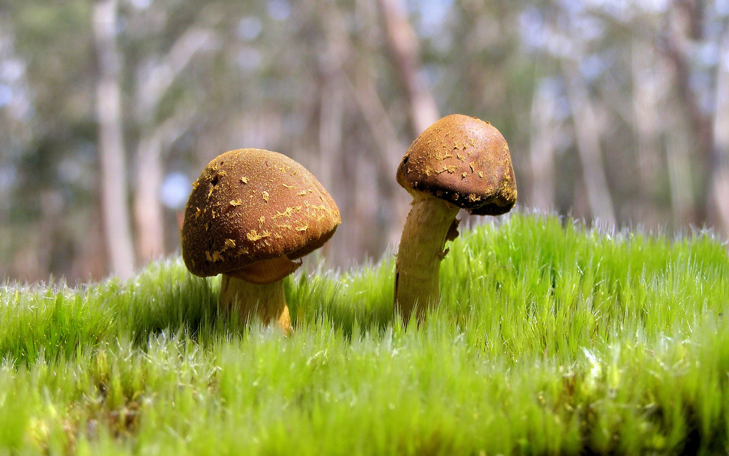 开云在线直播-LCS引入更多跨国赞助商，lcs cn prod