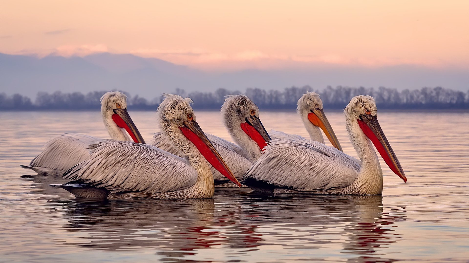 东契奇关键时刻发挥决定胜负,东契奇入选一阵