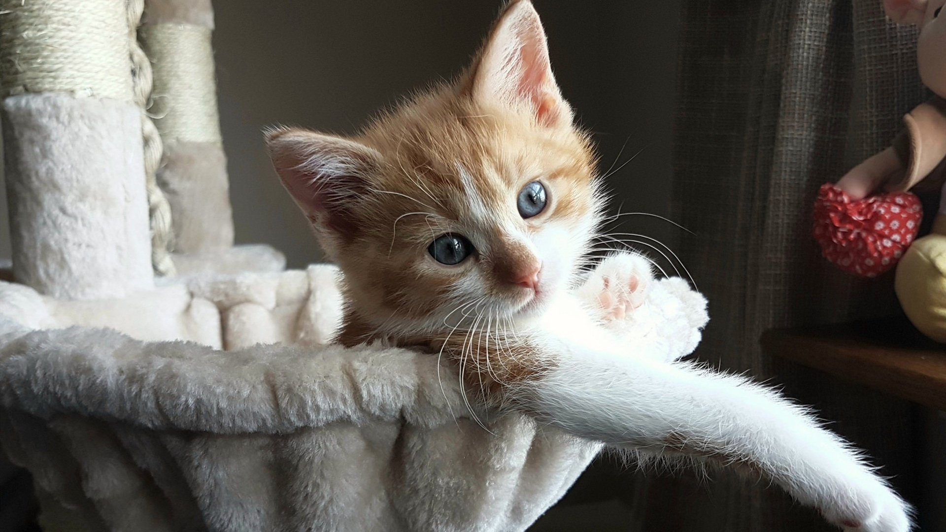 kaiyun.com-凯撒酋长与欧洲俱乐部达成友谊赛协议，凯撒足球员