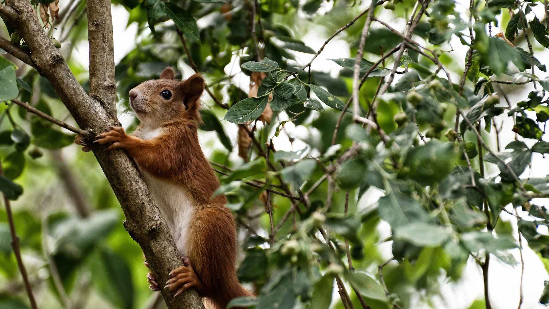国际邀请赛延期公告，国际邀请赛赛制