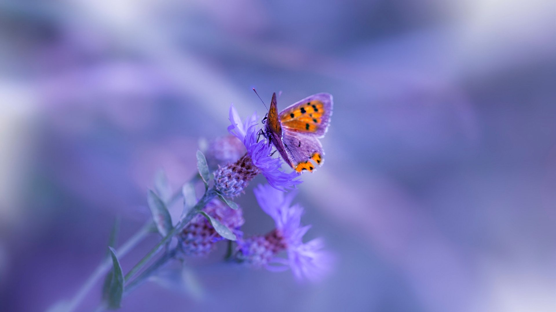 女子篮球世界杯中国队晋级决赛,2022女子篮球世界杯