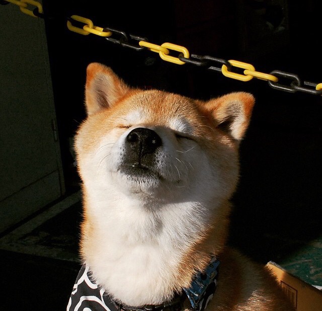 开云中国大陆-巴罗联手握关键赛点，蓝鸟军团绝不言弃，巴夏蓝鸟人