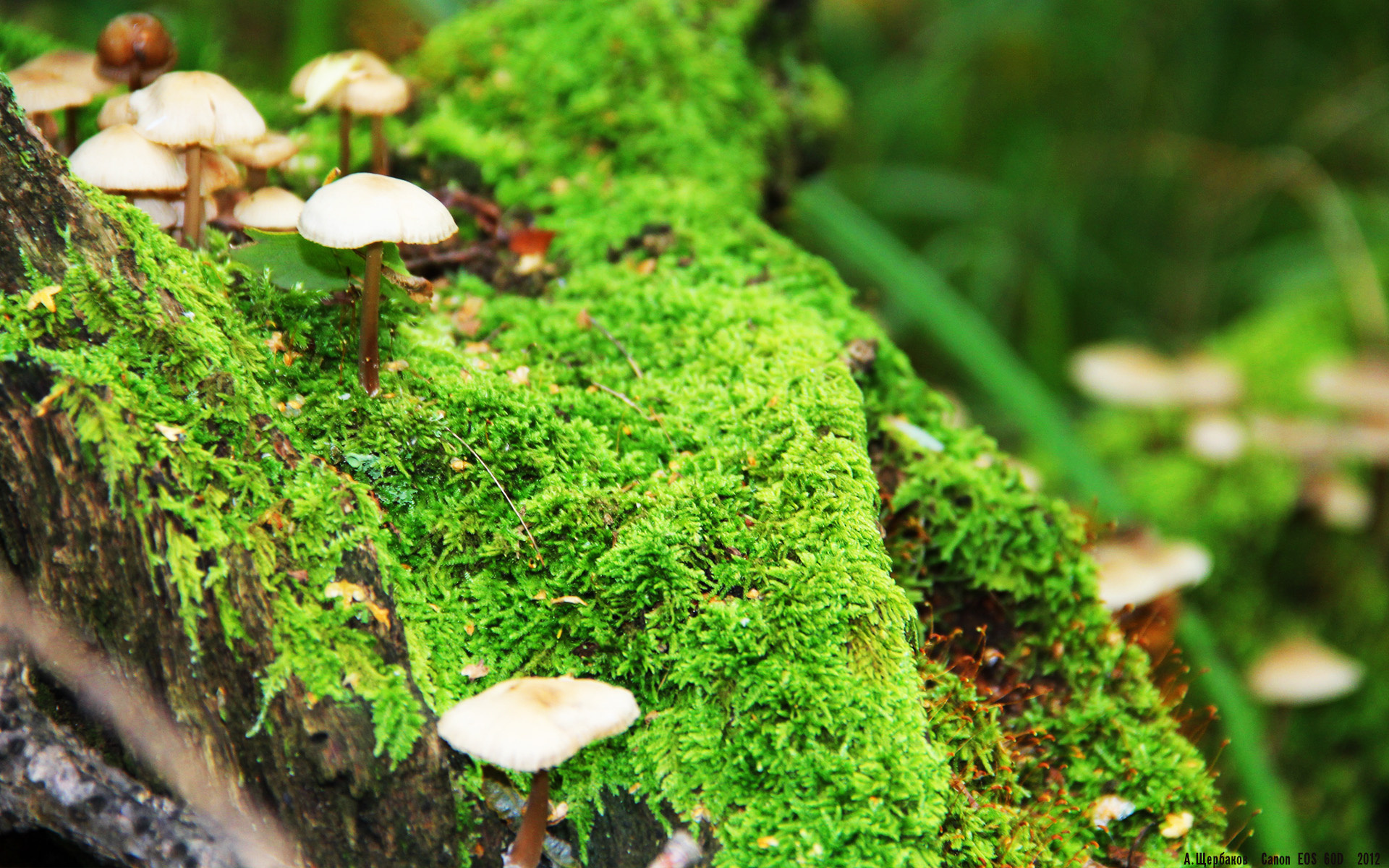 阿根廷大学与国际马术组织合作,成立马术科研中心,推动马术科技进步。