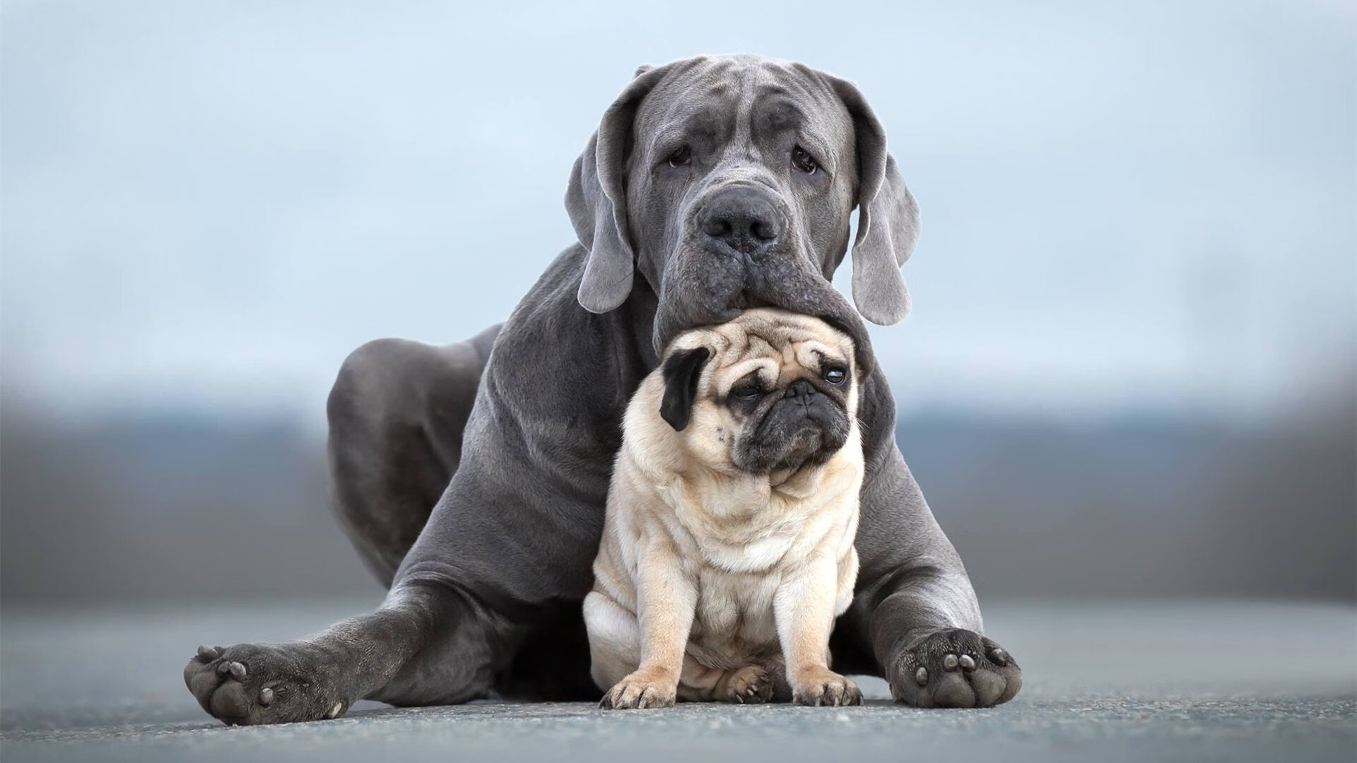 CBA联赛营销内容为何缺少情绪表达,cba运营