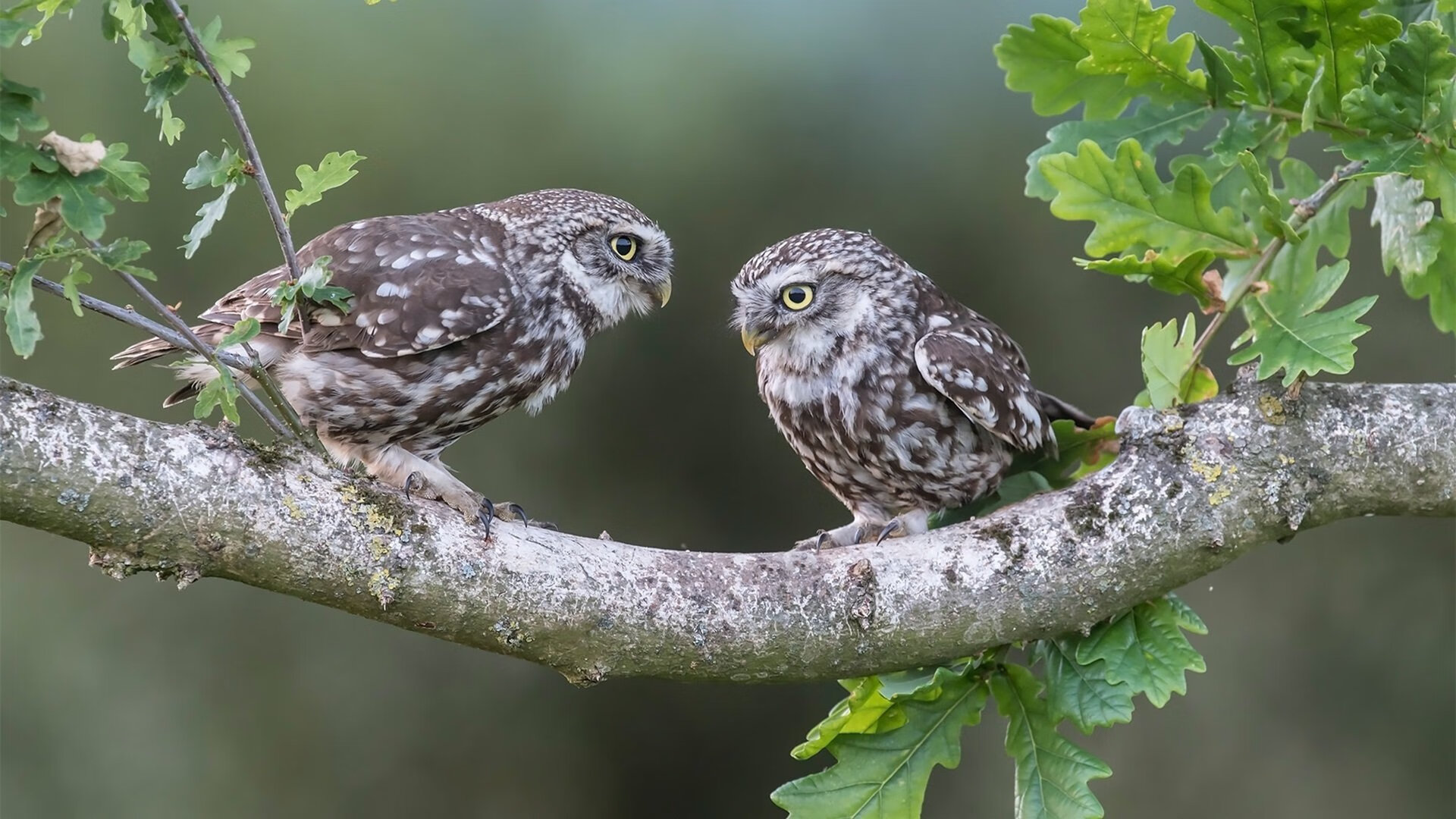 “东安湖体育公园:铁人三项挑战选手全能极限”