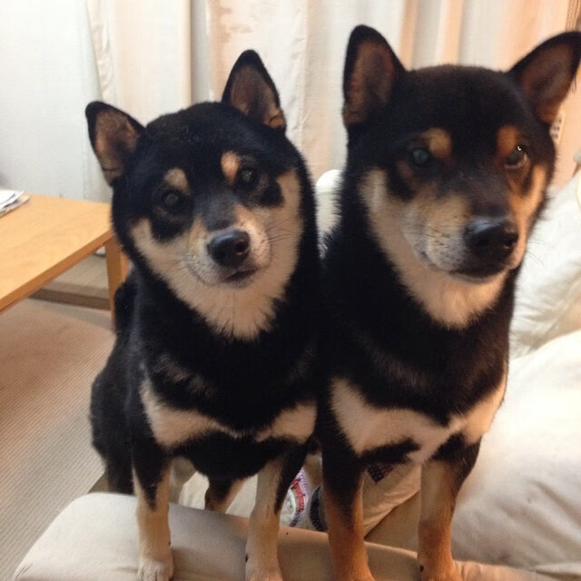 中国男篮技战术水平不断提升,中国男篮战术打法