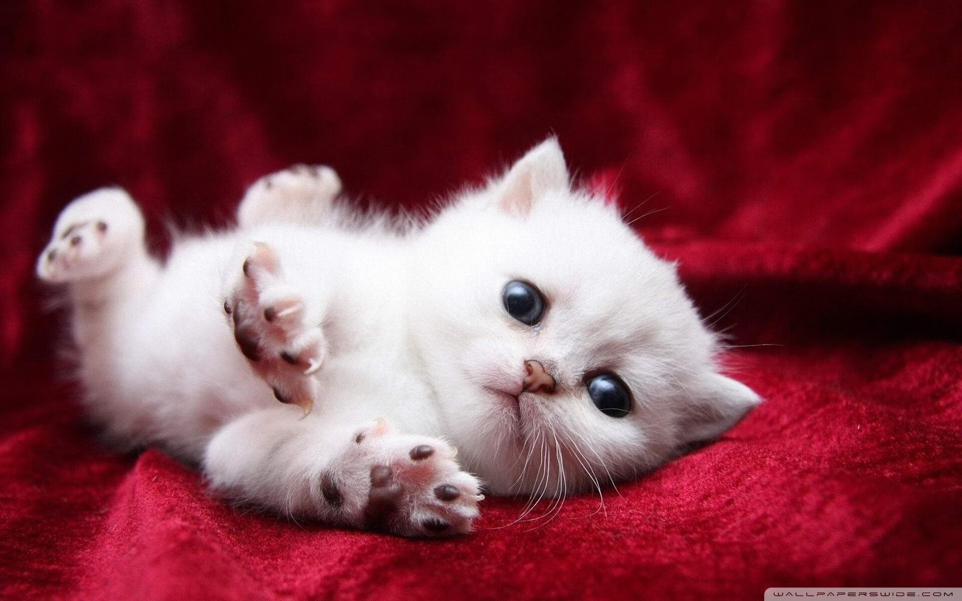 乒乓球赛制新规则:2024混合团体世界杯解析,2021乒乓球团体赛规则表