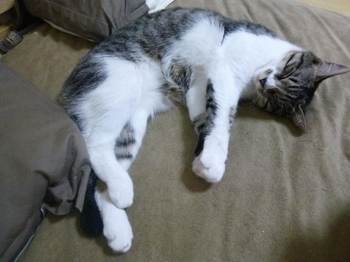 亚冠联赛中国女足迎战 球迷希望继续连胜,中国女足亚运赛程