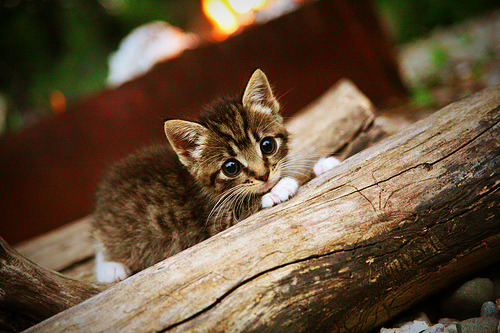 新战术体系磨合阶段失误频出需要更多实战调整