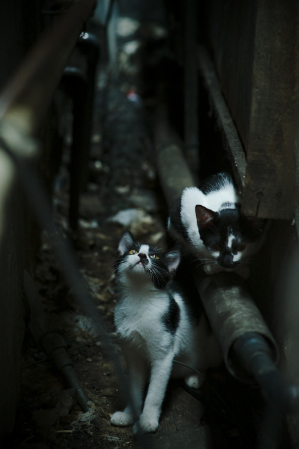 开云体育视频直播-橄榄球进校园计划正式启动，橄榄球招生