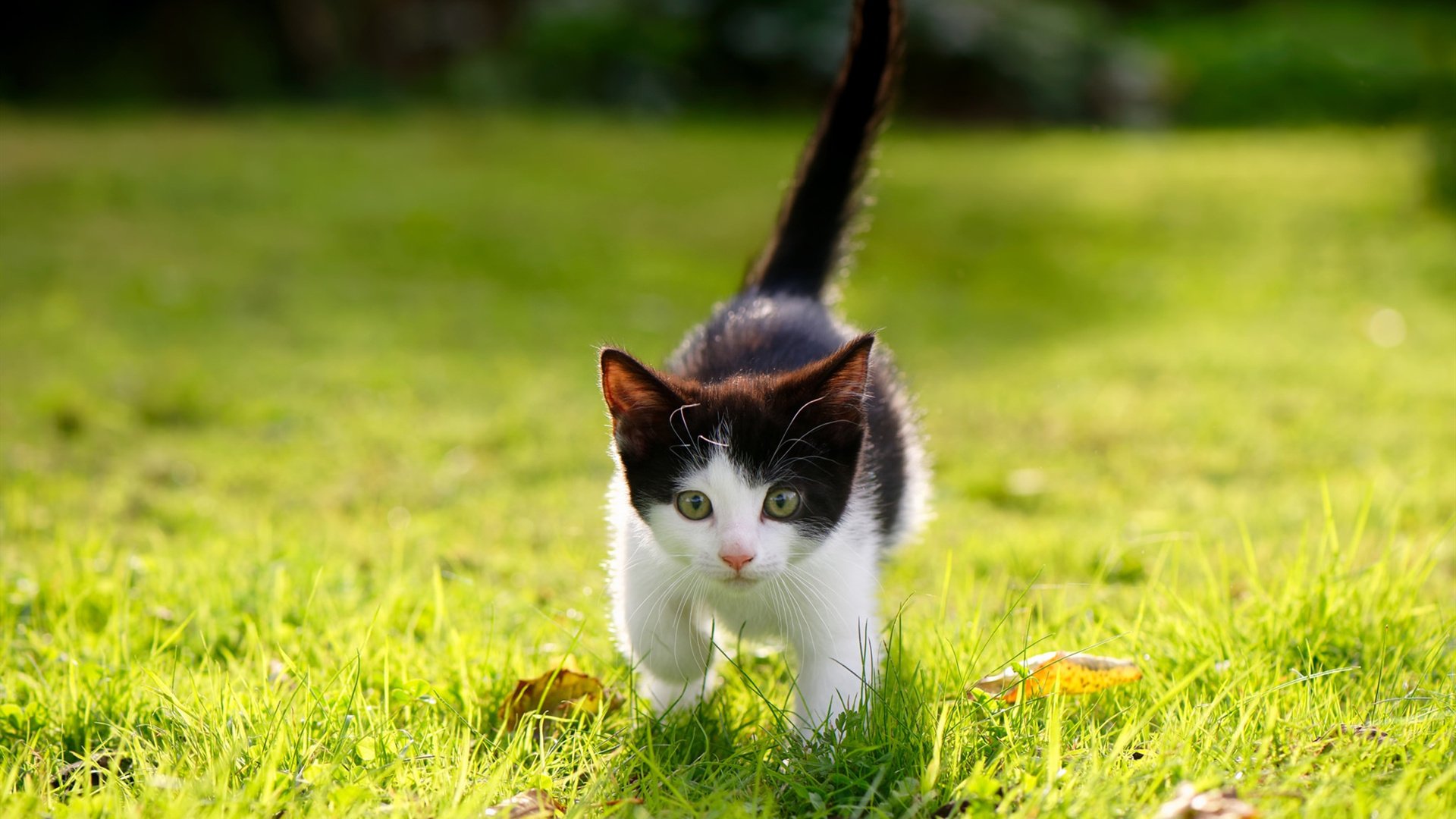 跳水动作流畅韩国实力显现,韩国跳水2021