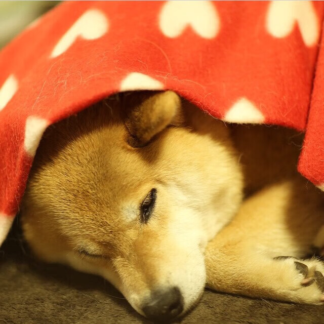 跳水配合默契南非女队发挥稳定,fina跳水系列赛赛程