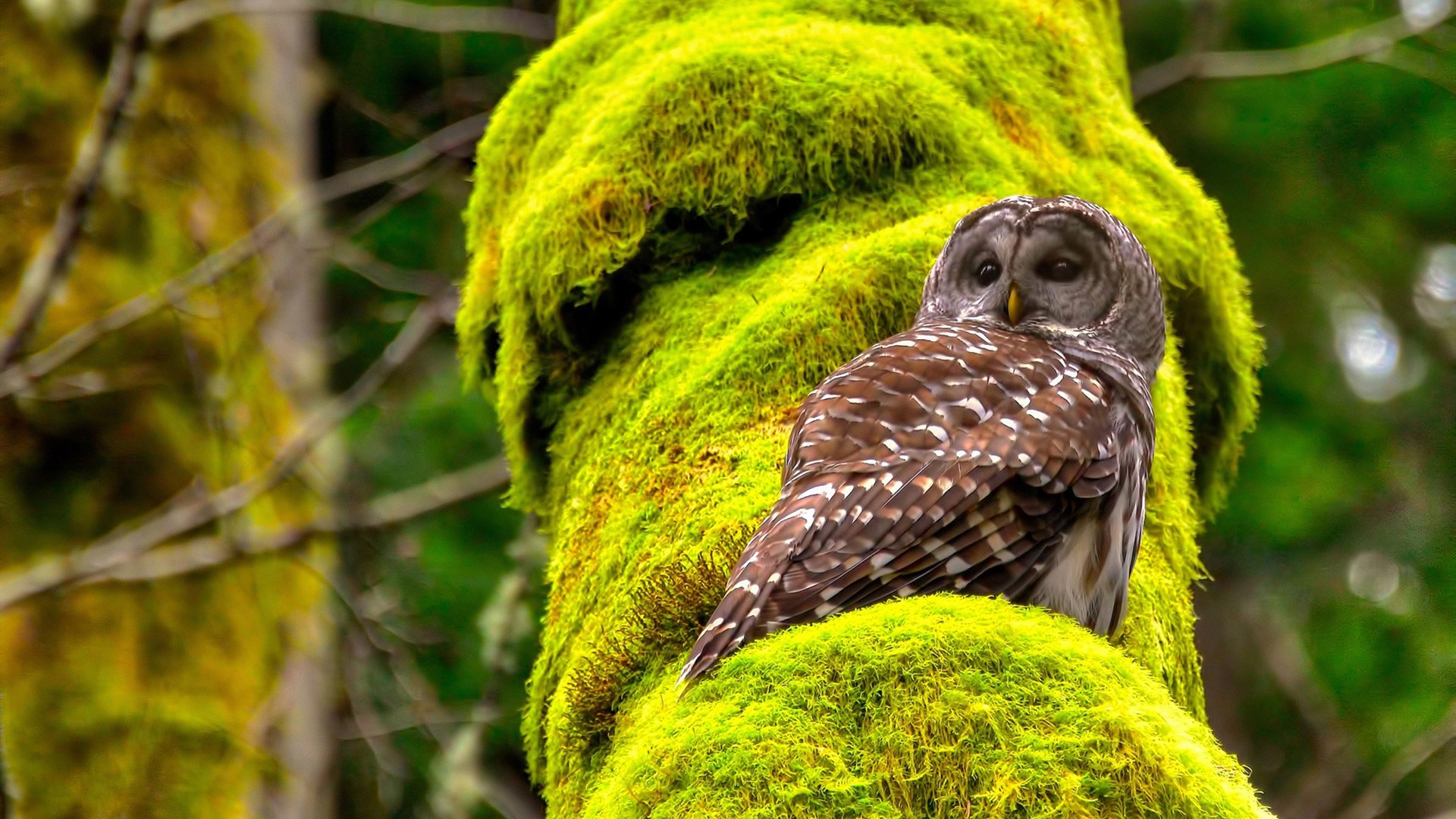 芬兰男篮在欧洲锦标赛中表现出色，夺取宝贵奖牌